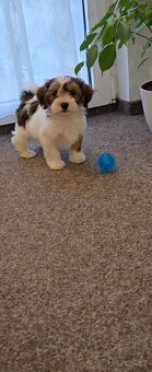 Havanský psík s PP- pejsci - 2