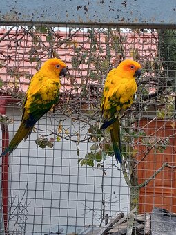 aratinga sluneční - 2