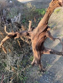 Suché pařezy akátové - 2