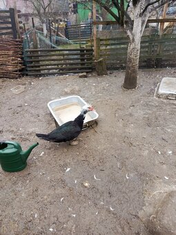 Kachna Pižmová - 2