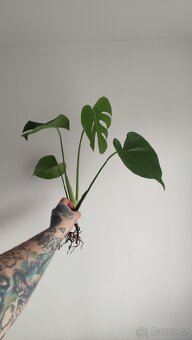 Monstera deliciosa - 2
