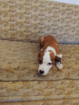 Prodám štěně - 2