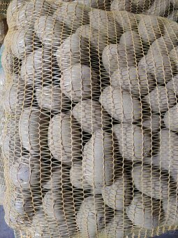 Sadbové brambory - 2