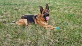 šteňata nemecký ovčák - 2