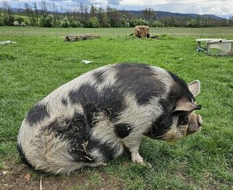 Chovná prasnice KUNE KUNE jménem Baby - 2
