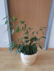 Ficus benjamina. pokojová rostlina - 2