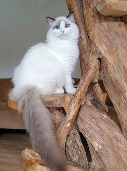 Adoptivní domov pro kocourka ragdoll - 2