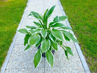 Hosta, bohyška - 2