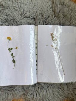 Rostliny do herbáře - 2