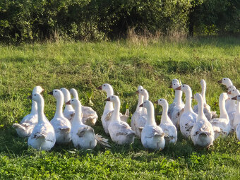 Prodám vykrmené domácí husy - 2