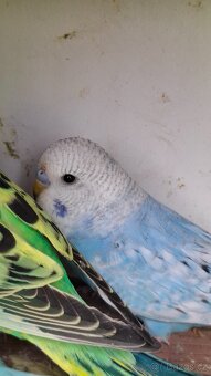 Andulka vlnkovaná - 2