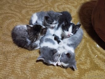 Daruji koťátka - 2