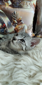 Kotě - egyptská kočka - 2