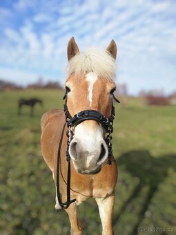 Prodam hackamore - 2