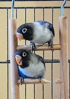 Agapornis skraboskovy - 2