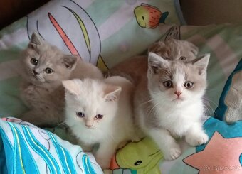 Britská koťátka s PP - 2