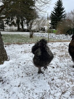 Kohout hedvábničky - 2