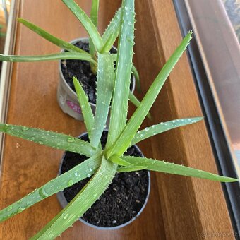 Aloe Vera sadičky - 2