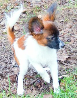 Papillon s PP-pejsek - 2