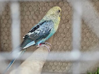 Samec andulky BW - 2