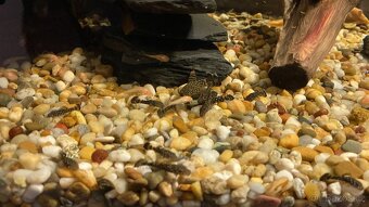 Ancistrus, Kyjov, 25 kč za kus, více kusů dle dohody - 2