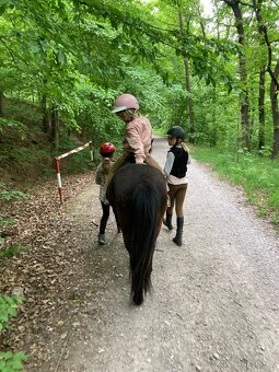 Pony valach 4 roky - 2