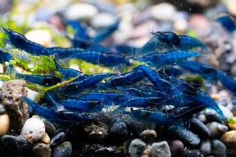 Krevetky - Neocaridina Blue Dream - 2