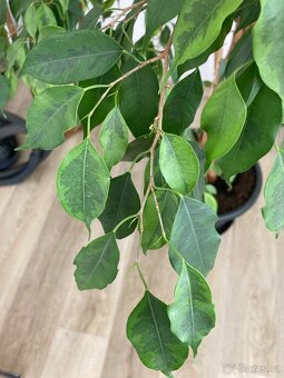 Ficus benjamina (Fíkus Benjamín) - 2
