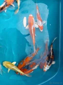 KOI KAPR. - 2