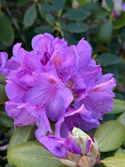 🌺 PRODÁM 3 VZROSTLÉ OKRASNÉ KEŘE – rododendrony a azalky 🌸 - 2