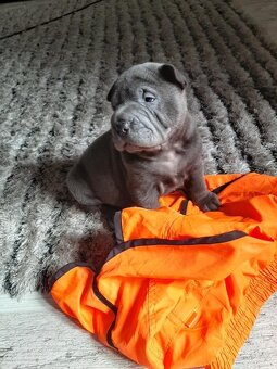 Sharpei bez PP ke krytí - 2