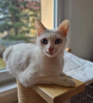 Kiki - 2