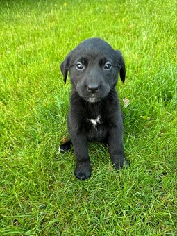 Labrador/bernski - 2