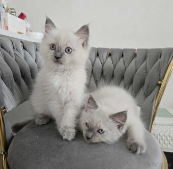 Ragdoll koťatka blue lynx - 2
