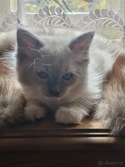 Ragdoll koťata - 2
