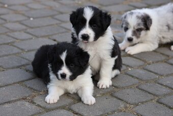 Border kolie , Border Collie FCI - 2