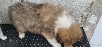 Kolie dlouhosrstá - 2