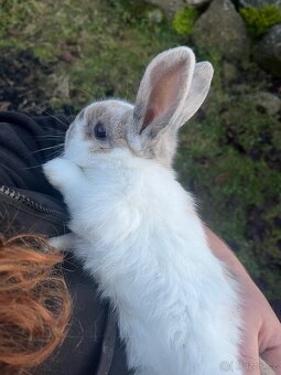 Zakrslý beránek - kluk 🩵 - 2