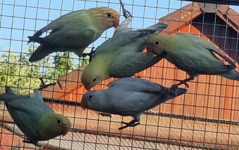 Agapornis fischeri - 2