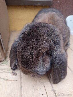 Francouzský beran - 2