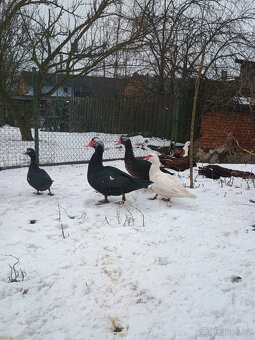 Kachna pižmová - 2