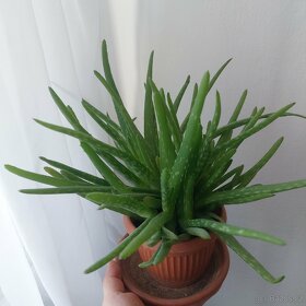 Aloe vera - 2