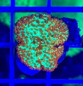Morske koraly - Nova ponúka - 2