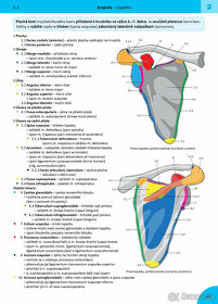 MEMORIX ANATOMIE  (5. vyd., PDF) - 2