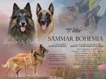 Belgický ovčák malinois s PP - 2