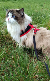 kocourek ragdoll s PP - 2