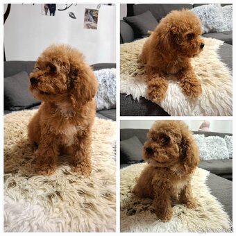 Cavapoo - 2