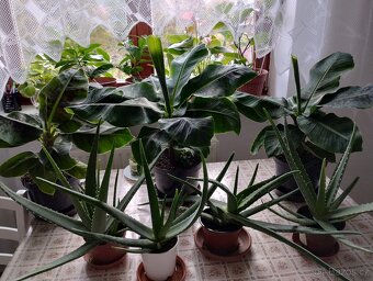 PRODÁM 3 KUSY BANÁNOVNÍKŮ A 4 KUSY ALOE VERA LÉČIVÉ - 2