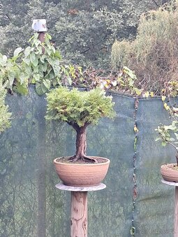 Bonsaj,bonsai Thuje - 2