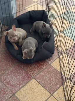 Francouzský buldoček - 2